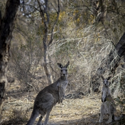 Macropus giganteus (Eastern Grey Kangaroo) at Conder, ACT - 4 Jan 2020 by LadDownUnder