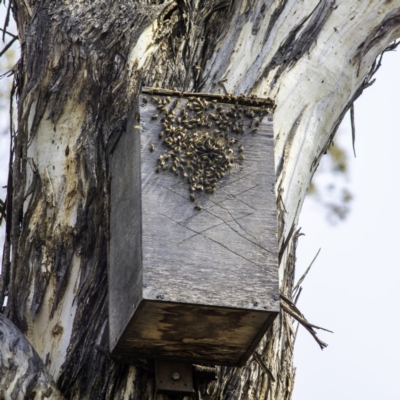 Apis mellifera (European honey bee) at Conder, ACT - 3 Jan 2020 by LadDownUnder