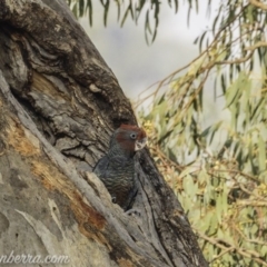 Callocephalon fimbriatum (Gang-gang Cockatoo) at GG76 - 3 Jan 2020 by BIrdsinCanberra