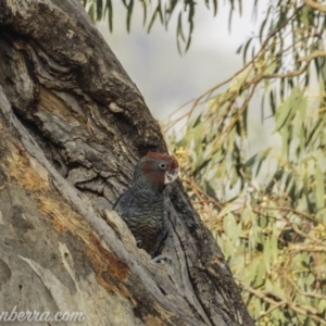 Callocephalon fimbriatum at Red Hill, ACT - 4 Jan 2020