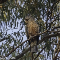 Callocephalon fimbriatum at Red Hill, ACT - 4 Jan 2020