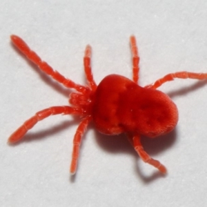 Trombidiidae (family) at Evatt, ACT - 3 May 2018 03:09 PM