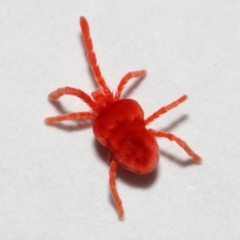 Trombidiidae (family) at Evatt, ACT - 3 May 2018 03:09 PM
