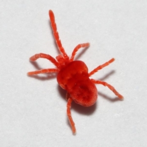 Trombidiidae (family) at Evatt, ACT - 3 May 2018 03:09 PM