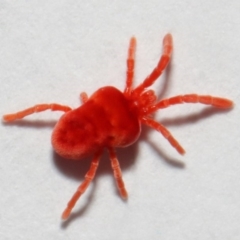 Trombidiidae (family) at Evatt, ACT - 3 May 2018 03:09 PM
