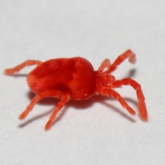Trombidiidae (family) at Evatt, ACT - 3 May 2018 03:09 PM