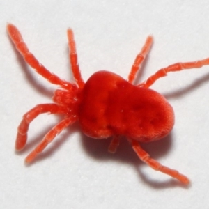 Trombidiidae (family) at Evatt, ACT - 3 May 2018 03:09 PM
