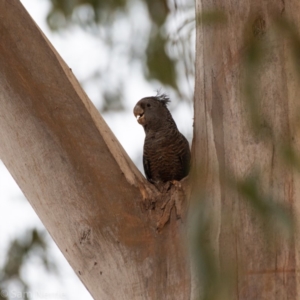 Callocephalon fimbriatum at Garran, ACT - suppressed