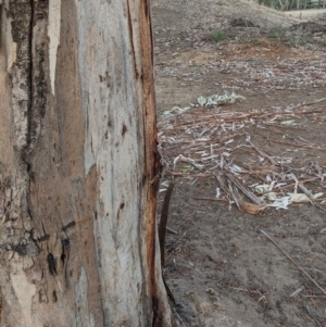 Callocephalon fimbriatum at Garran, ACT - suppressed