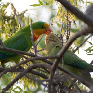 Polytelis swainsonii at Hughes, ACT - 3 Jan 2020