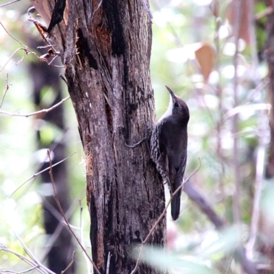 Cormobates leucophaea (White-throated Treecreeper) at Alpine - 24 Oct 2018 by JanHartog