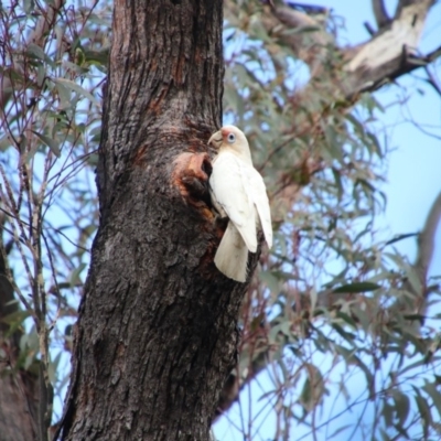 Cacatua tenuirostris (Long-billed Corella) at Mittagong, NSW - 7 Oct 2018 by JanHartog