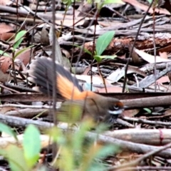 Rhipidura rufifrons (Rufous Fantail) at Alpine, NSW - 24 Oct 2018 by JanHartog