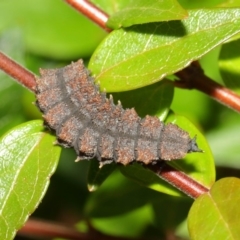 Lycidae sp. (family) at Evatt, ACT - 6 May 2018