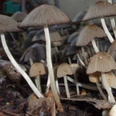 Coprinellus etc. (An Inkcap) at Aranda, ACT - 13 Jun 2008 by JanetRussell