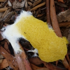 Fuligo septica (Scrambled egg slime) at Aranda, ACT - 11 Feb 2012 by JanetRussell