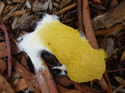 Fuligo septica (Scrambled egg slime) at Aranda, ACT - 11 Feb 2012 by JanetRussell