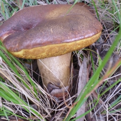 zz bolete at Aranda, ACT - 16 Dec 2011 by JanetRussell