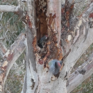 Callocephalon fimbriatum at Deakin, ACT - suppressed