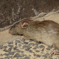 Rattus rattus (Black Rat) at Mount Ainslie to Black Mountain - 3 Jan 2020 by RobParnell