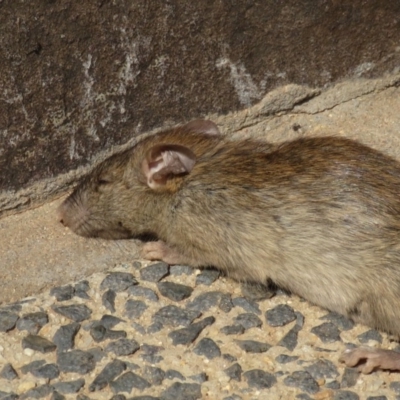 Rattus rattus (Black Rat) at Russell, ACT - 3 Jan 2020 by RobParnell