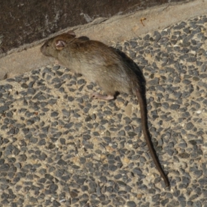 Rattus rattus at Russell, ACT - 4 Jan 2020