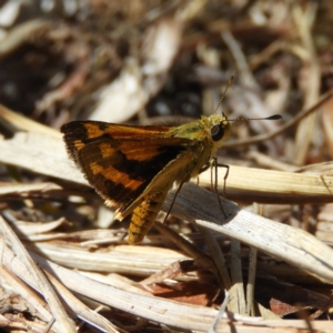 Ocybadistes walkeri at Kambah, ACT - 7 Dec 2019 09:41 AM