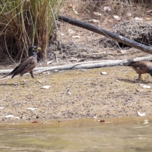 Acridotheres tristis at Franklin, ACT - 31 Dec 2019