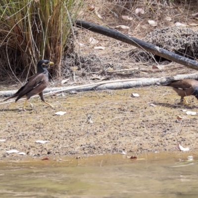 Acridotheres tristis (Common Myna) at Franklin, ACT - 30 Dec 2019 by Alison Milton