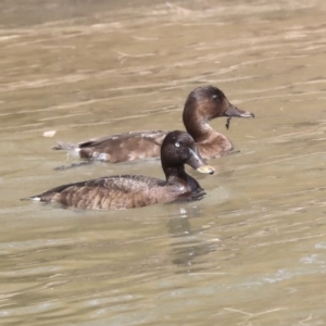 Aythya australis at Franklin, ACT - 31 Dec 2019