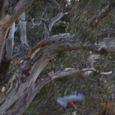 Callocephalon fimbriatum (Gang-gang Cockatoo) at GG52 - 4 Jan 2020 by TomT