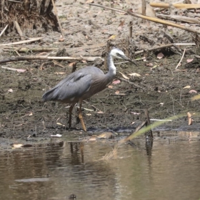 Egretta novaehollandiae (White-faced Heron) at Franklin, ACT - 30 Dec 2019 by Alison Milton