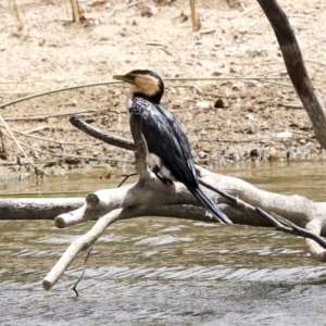 Microcarbo melanoleucos at Franklin, ACT - 31 Dec 2019 10:33 AM