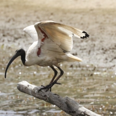 Threskiornis molucca (Australian White Ibis) at Franklin, ACT - 30 Dec 2019 by Alison Milton