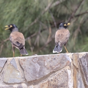 Acridotheres tristis at Franklin, ACT - 31 Dec 2019