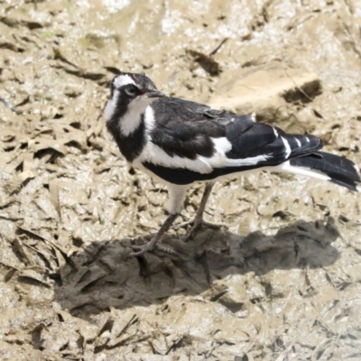 Grallina cyanoleuca (Magpie-lark) at Gungaderra Creek Ponds - 30 Dec 2019 by Alison Milton