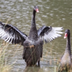 Cygnus atratus (Black Swan) at Franklin, ACT - 30 Dec 2019 by AlisonMilton