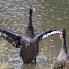 Cygnus atratus at Franklin, ACT - 31 Dec 2019