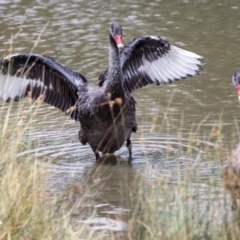 Cygnus atratus at Franklin, ACT - 31 Dec 2019