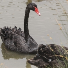 Cygnus atratus at Franklin, ACT - 31 Dec 2019