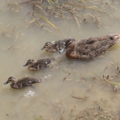 Anas superciliosa (Pacific Black Duck) at Gungaderra Creek Ponds - 30 Dec 2019 by AlisonMilton