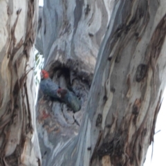 Callocephalon fimbriatum (Gang-gang Cockatoo) at GG76 - 4 Jan 2020 by JackyF