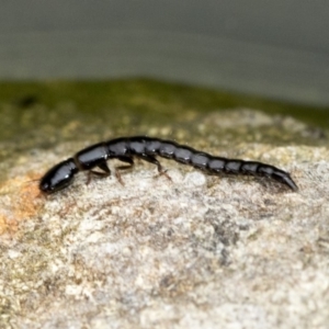 Staphylinidae (family) at Higgins, ACT - 28 Dec 2019