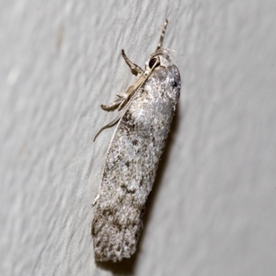 Philobota philostaura (A Concealer moth (Philobota group)) at Higgins, ACT - 28 Dec 2019 by AlisonMilton