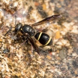 Eumeninae (subfamily) at Higgins, ACT - 28 Dec 2019