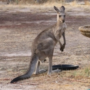 Macropus giganteus at Macarthur, ACT - 4 Jan 2020 07:37 PM