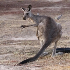 Macropus giganteus at Macarthur, ACT - 4 Jan 2020