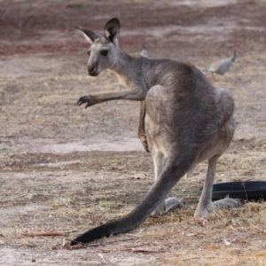 Macropus giganteus at Macarthur, ACT - 4 Jan 2020 07:37 PM