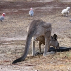 Macropus giganteus at Macarthur, ACT - 4 Jan 2020