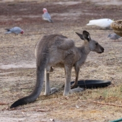 Macropus giganteus at Macarthur, ACT - 4 Jan 2020